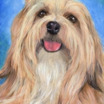 Yunque, the Havanese custom pet portrait painting by Hope Lane