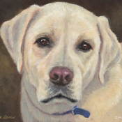 Ozzie, custom pet portrait of a Yellow Labrador Retriever by Hope Lane