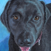 Camo, custom pet portrait of a springer spaniel, black lab mix by Hope Lane