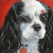 Morgan, custom pet portrait of a King Charles Cavalier Spaniel by Hope Lane