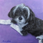 Candy the Havanese custom pet portrait painting by Hope Lane