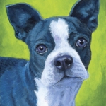 Echo, a Blue Boston Terrier custom pet portrait by Hope Lane