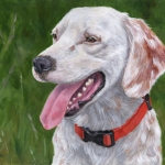 Huckleberry, custom pet portrait of an English Setter by Hope Lane