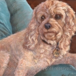 Ivy, the Cockapoo custom pet portrait painting by Hope Lane