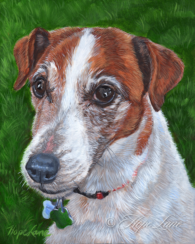 Finished Portrait of Roscoe the Jack Russell Terrier