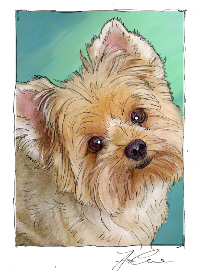 Sketch for a Yorkshire Terrier Portrait