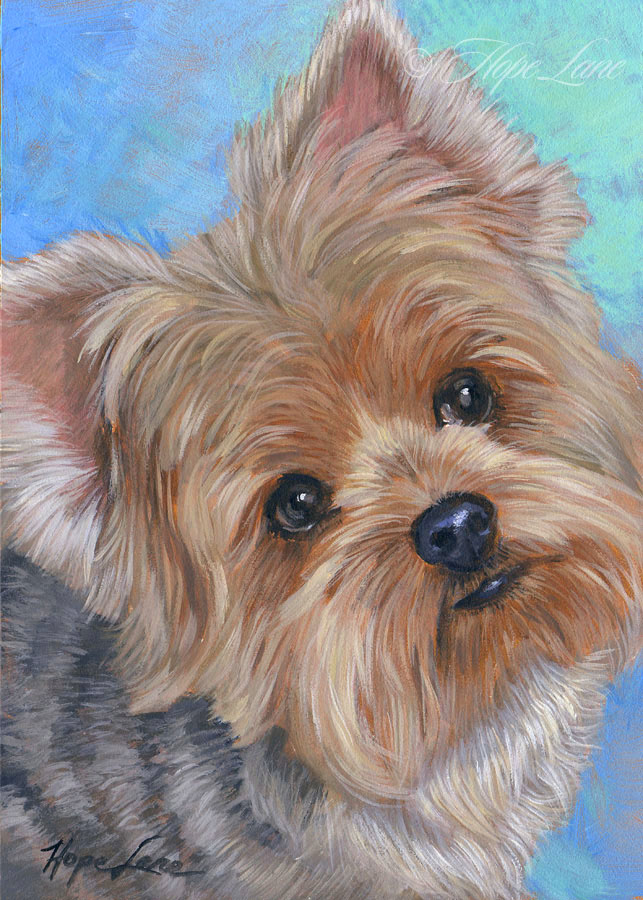 Finished Portrait of a Yorkie