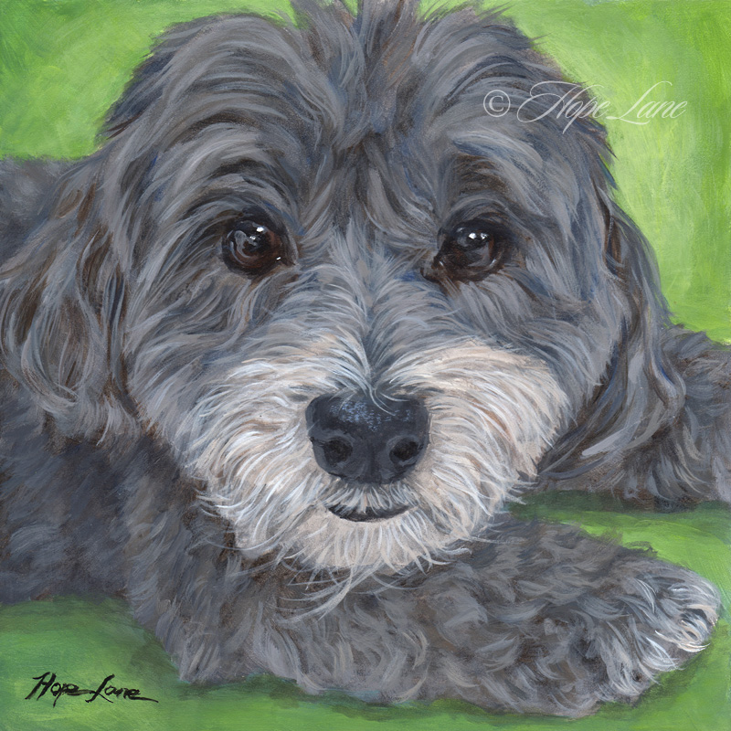 Finished Painting of a Havanese Named Stella