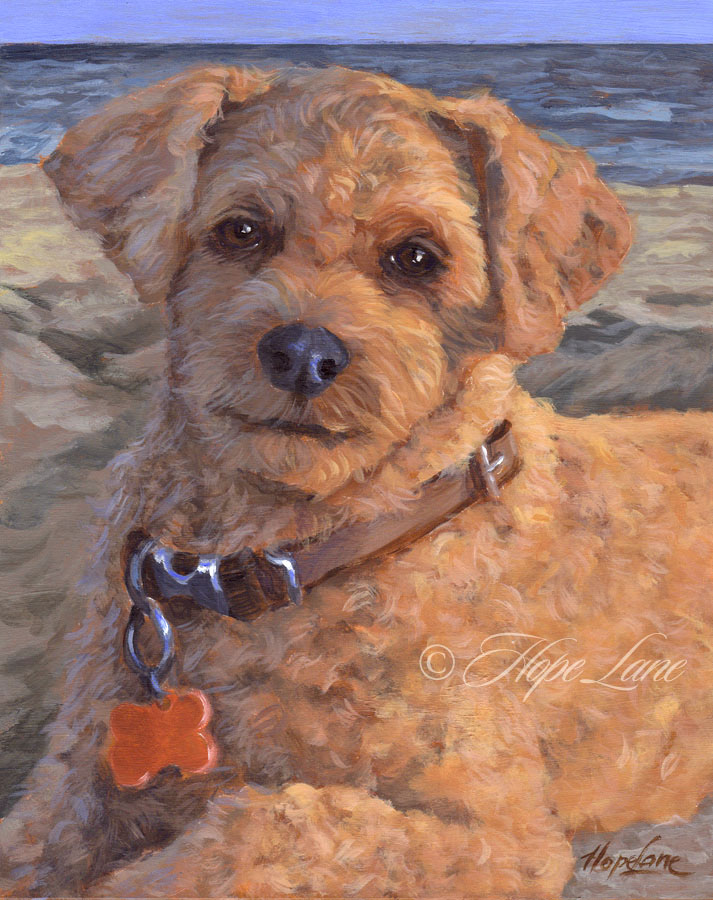 Finished Portrait of a Cockapoo on the Beach
