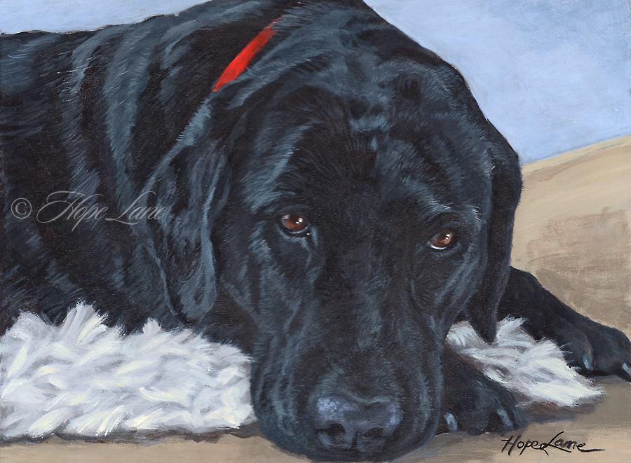 Finished Painting of a Black Labrador Retriever