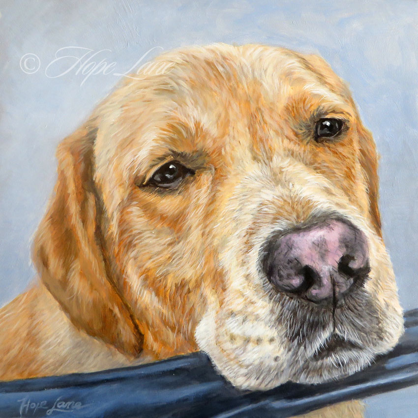 Finished Portrait of an English Yellow Lab