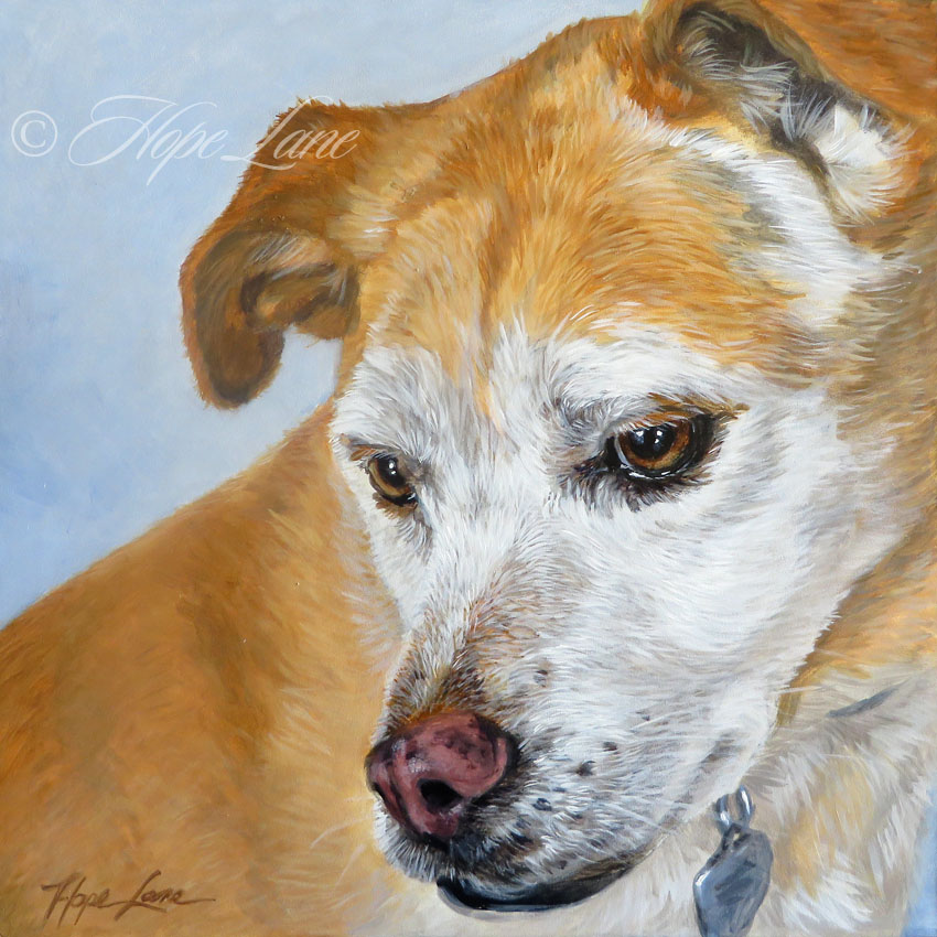 Daisy, a Rescue, The Finished Custom Pet Portrait