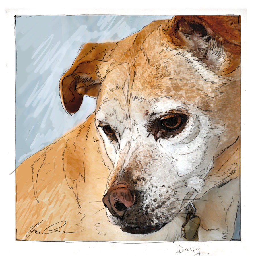 Portrait of Daisy, a rescue dog