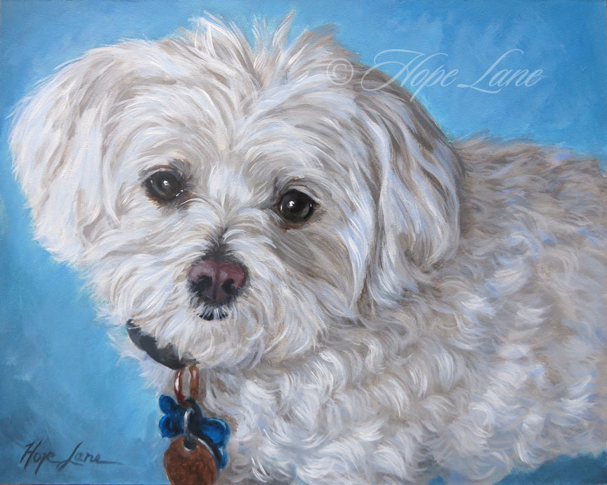 Finished Portrait of Tinker, the Maltese