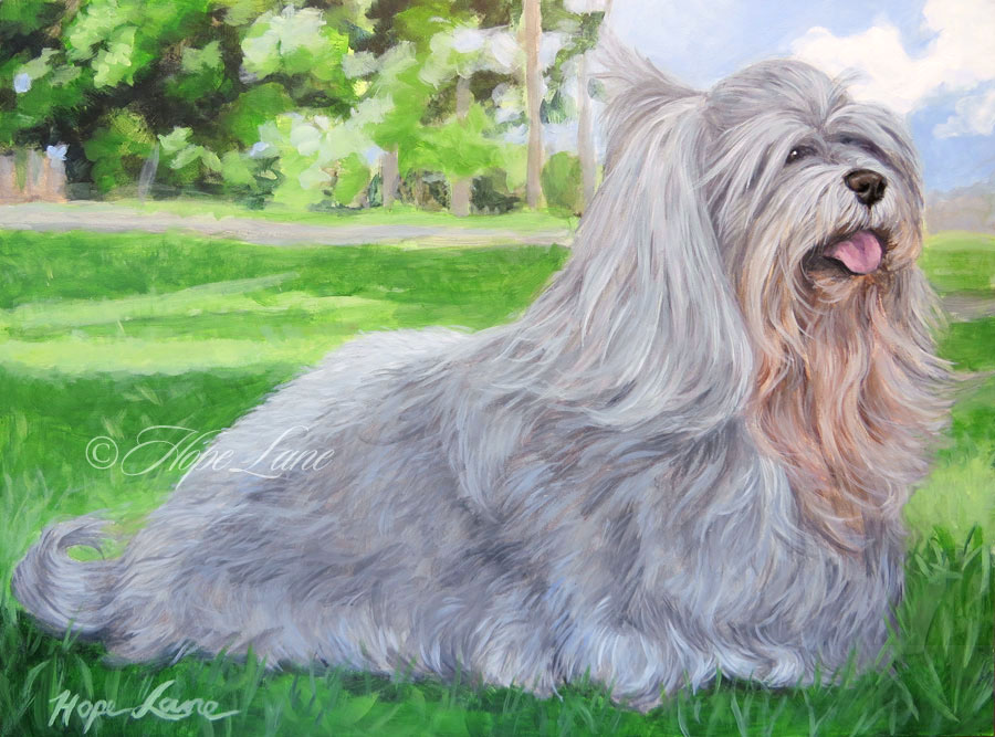 Celebrating Florida Dogs With Latte the Havanese