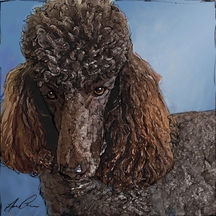 Sketch for a Poodle Portrait