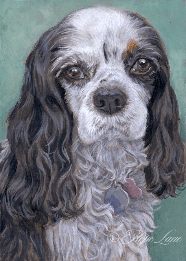 Halfway Through a Cavalier King Charles Spaniel Portrait