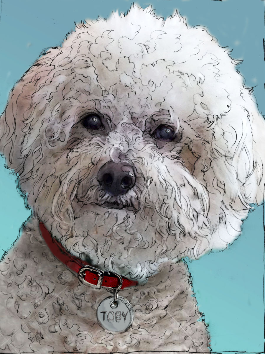 A Sketch for Toby the Bichon’s Portrait