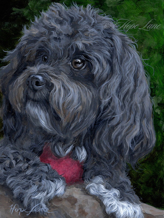 Finished Portrait of Molly the Havanese
