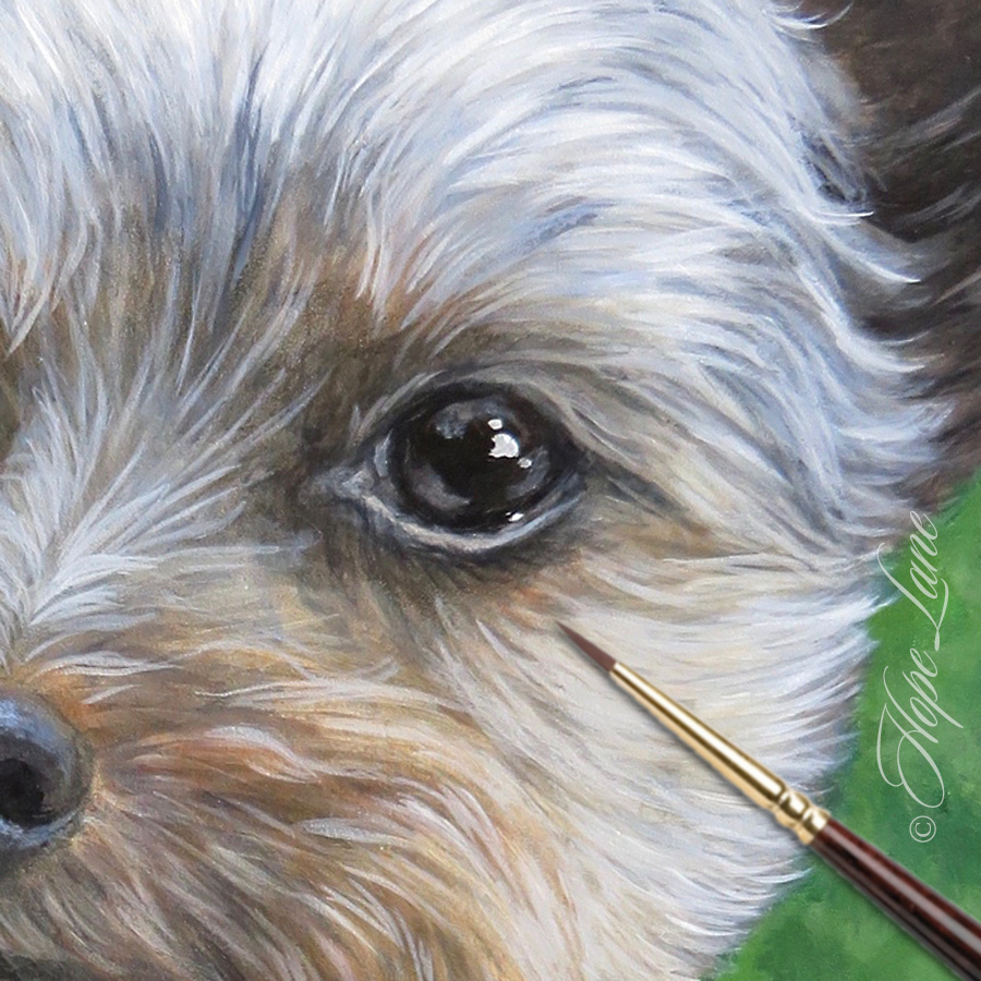 Portrait of a Yorkshire Terrier