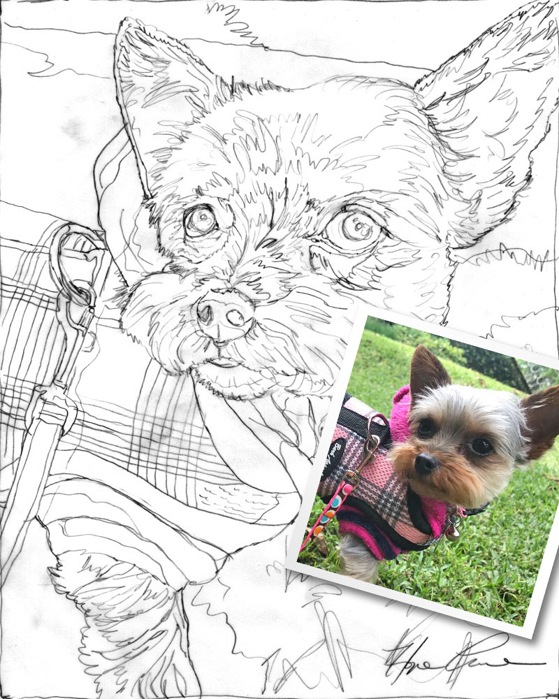 Simple Sketch for Ella the Yorkie