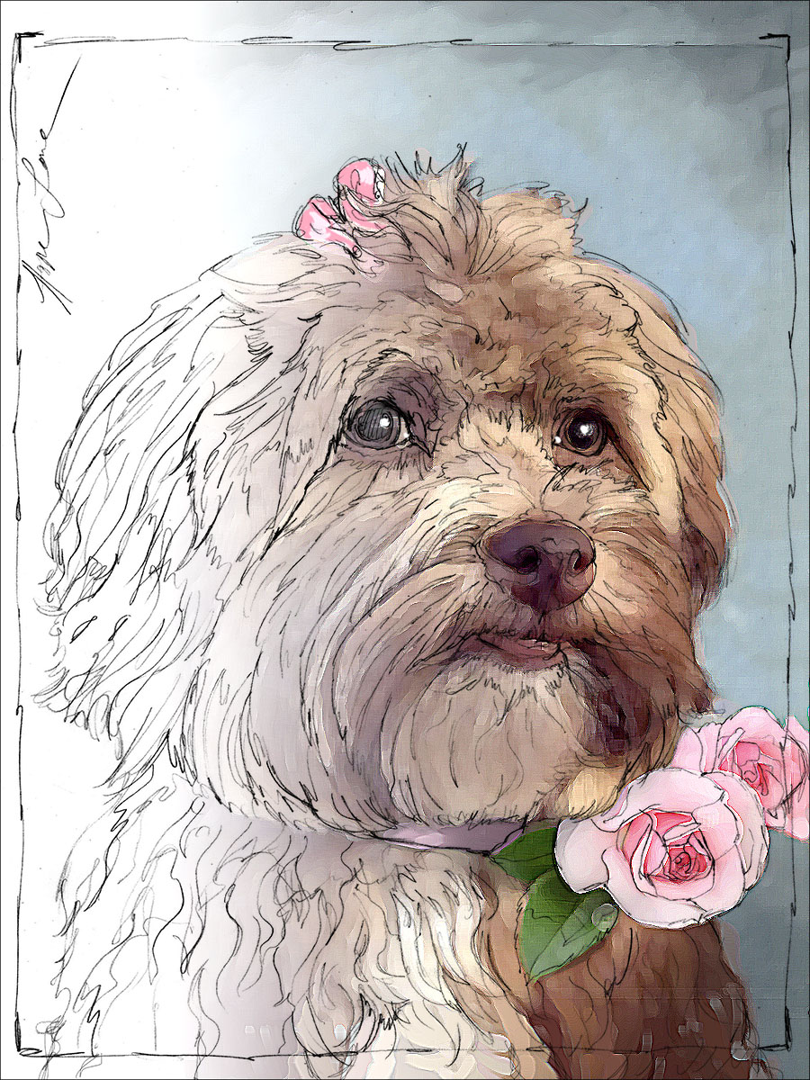 Starting a Portrait of Ember the Havanese