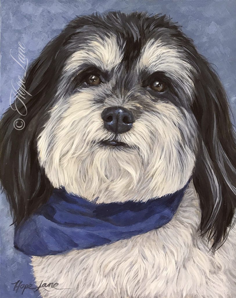 Ringo the Havanese Painting by Hope Lane