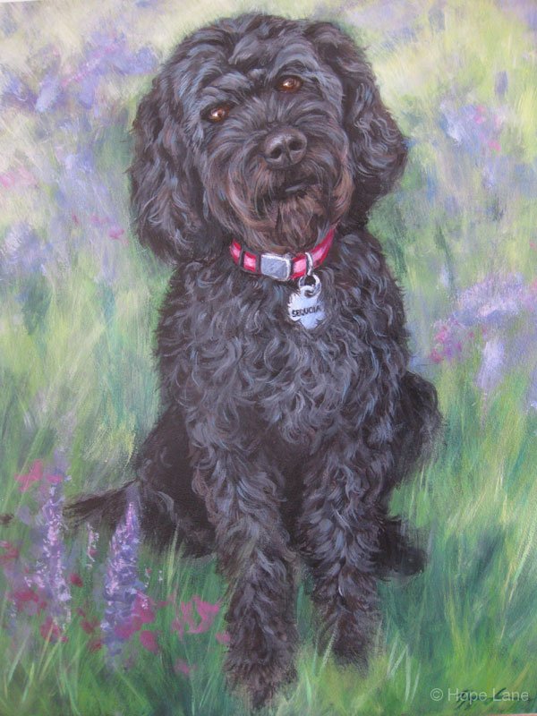 Sequoia the Labradoodle Finished